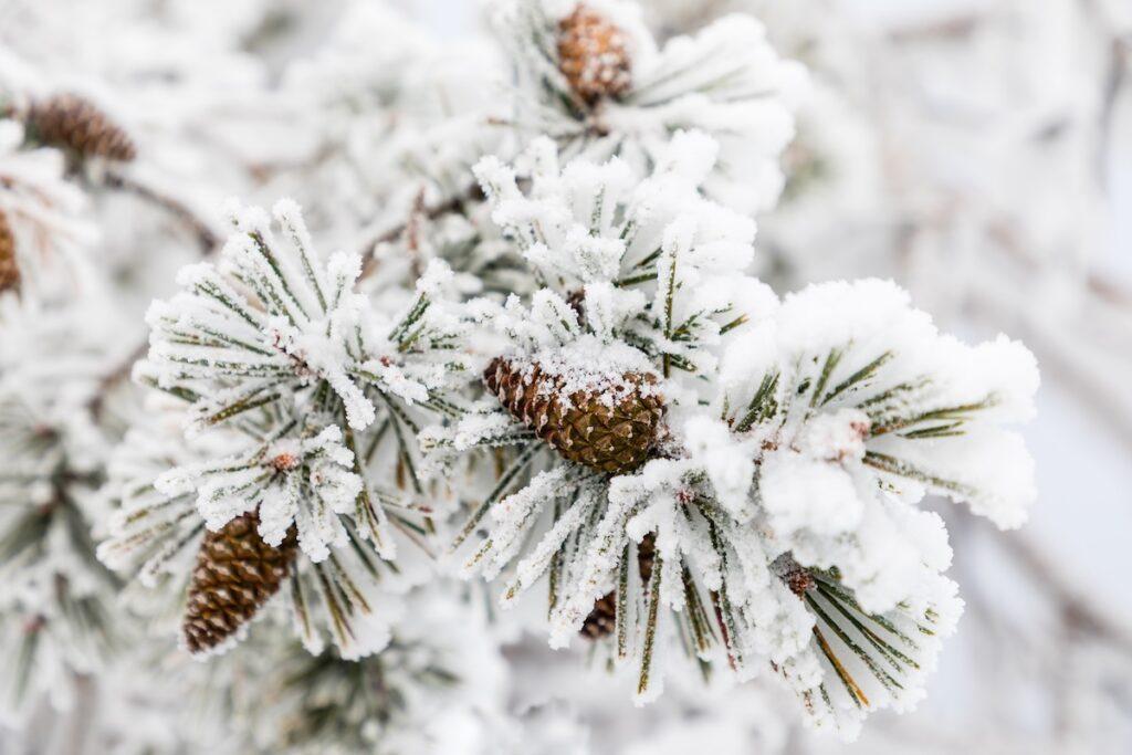 Pinecone on snow and ice covered tree branch